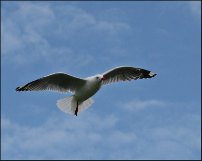 Seagull