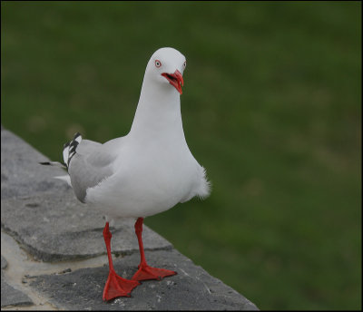 Seagull