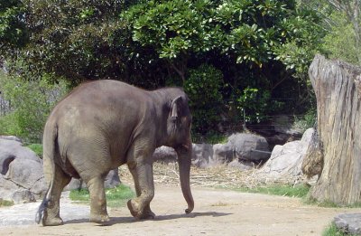 Elephant 3.jpg