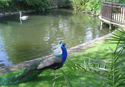 Peacock and Swan.jpg