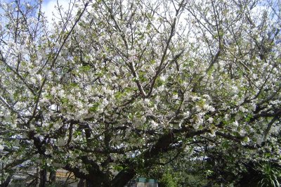 Fruit tree in blossom at the Zoo.jpg
