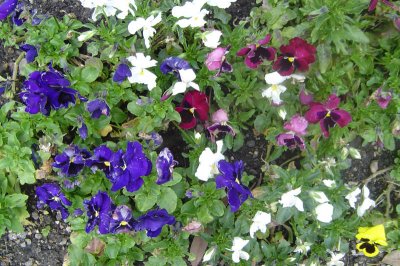 Hannahs first close-up of the Pansies.jpg