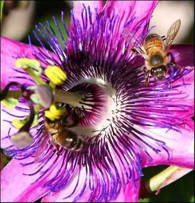 Passionfruit Flower and Bee