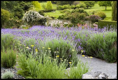 Woodbridge's  Lavender Path