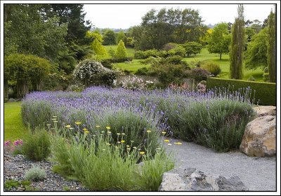 Woodbridge's  Lavender Path