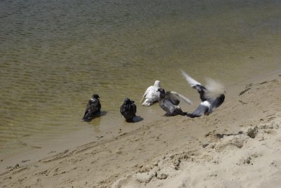 pidgins on a beach