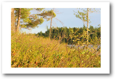 adirondack-shoreline_3985.jpg