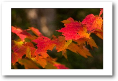 adirondack autumn