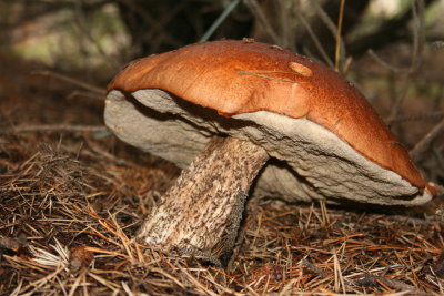 October 2007 035.jpg
