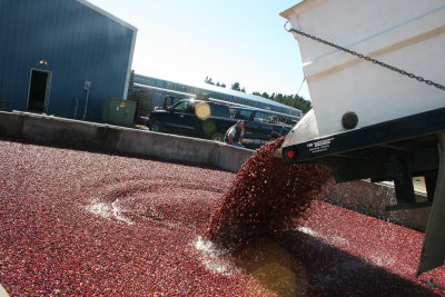 Cranberry Harvest