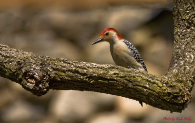 Red - Bellied Woodpecker