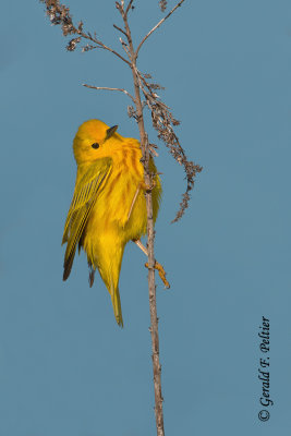 Yellow Warbler