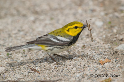 Black - throated Green Warbler