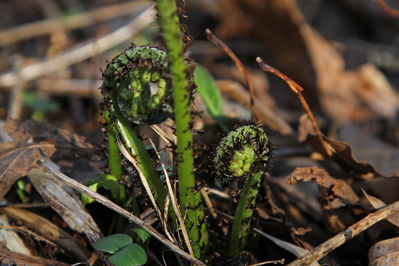 fiddleheads