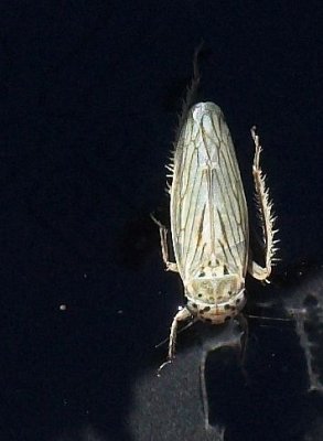 Backswimmer, Manzanita Lake - Oct. 2006