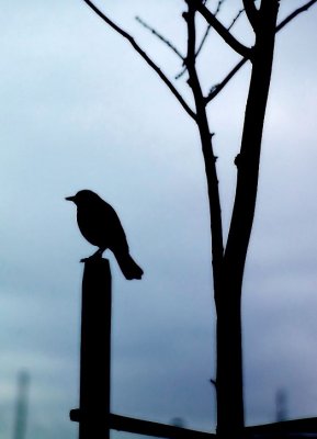 evening bird on a fence.