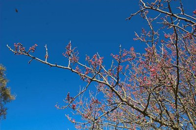 winter buds