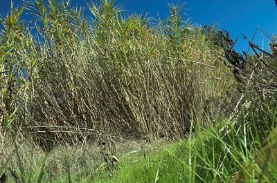 reeds and grass