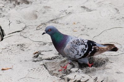 DSC_5286.JPG