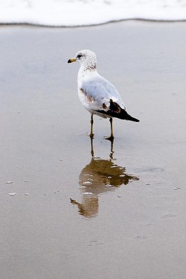 DSC_5585.JPG
