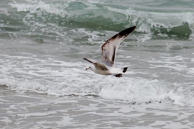 DSC_5600.JPG