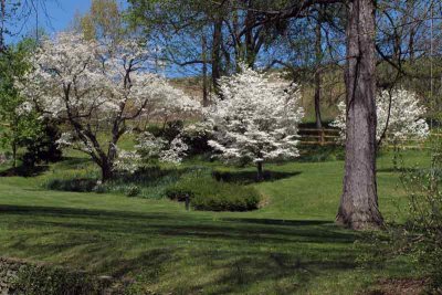 Country Dogwoods (20)