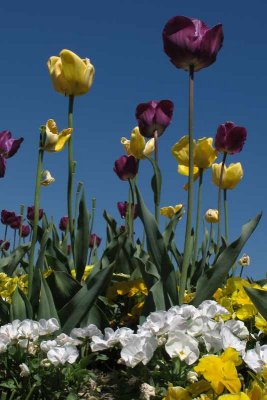 Tulip Time