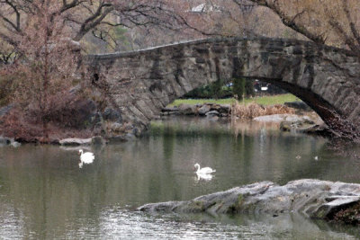 Central Park Swans