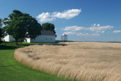 East Brandywine Wheat Field