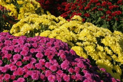 Rows of Mums