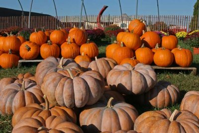 Pumpkins Galore