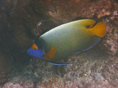 Maldives_07_dive_r_094_72 dpi_sup.jpg