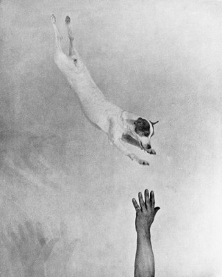 Jumping fox terrier, ca. 1930