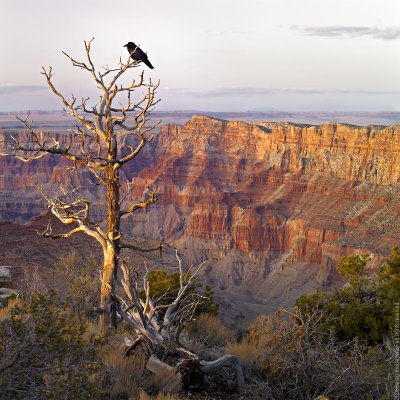 Black Spirit of Grand Canyon