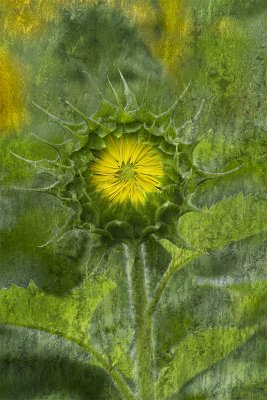 frosted sunflower