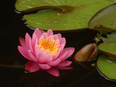 water lily