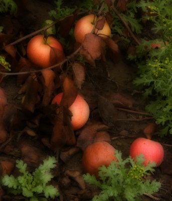 ready for picking