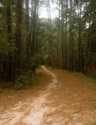 Chinquapin Trail