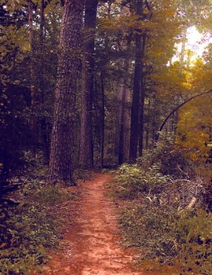 Intersection of Chinquapin and Lonestar Trail