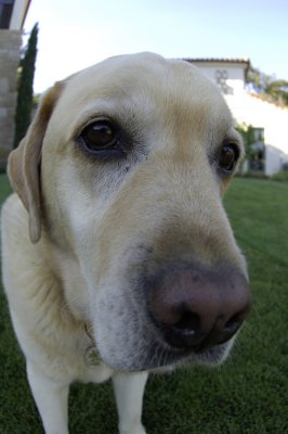 Mr. Walter