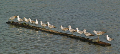 My Flock Of Seagulls