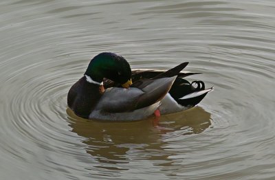 Meditating Duck