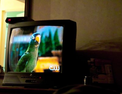 Petey The iso800 Parrot