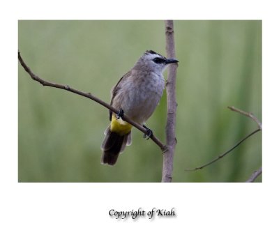 Yellow Vented Bulbul