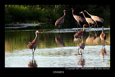 sandhill_cranes