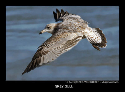 GREY GULL.jpg