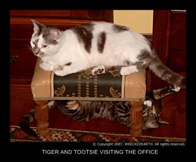 TIGER AND TOOTSIE VISITING IN THE OFFICE.jpg