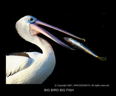 BIG BIRD BIG FISH.jpg