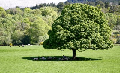 Scorching Scottish sun
