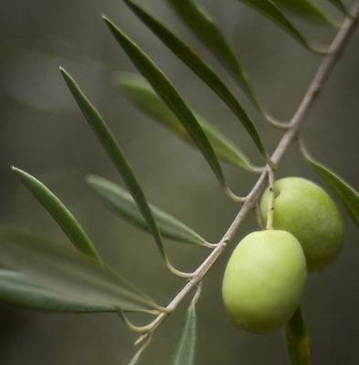 November 4 - Olives